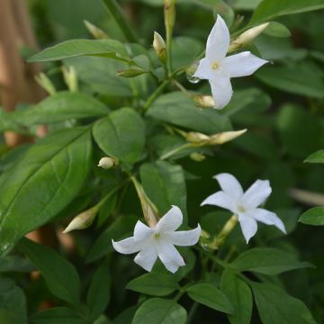 Jasminum officinale - Jasmijn