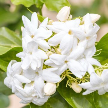 Jasminum sambac - Arabische jasmijn