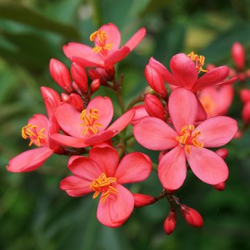 Jatropha integerrima - Rode jatropha
