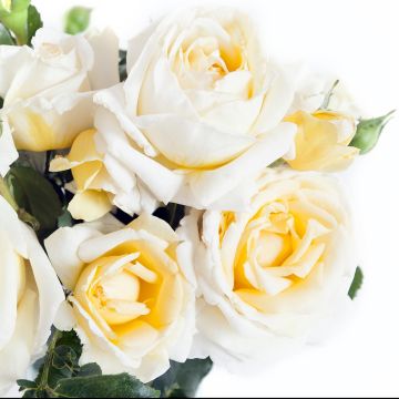 Rosa Jeanne Coeur - Grootbloemige roos