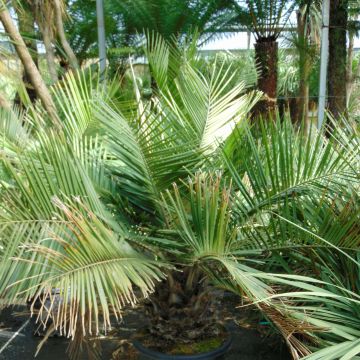 Jubaea chilensis - Chileense wijnpalm