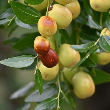 Chinese dadelboom Meimizao