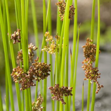 Juncus effusus - Pitrus