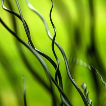 Juncus effusus Spiralis - Krulpitrus