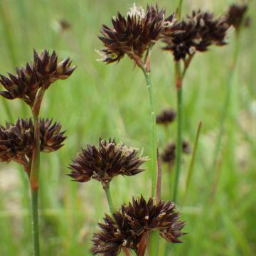 Juncus ensifolius - Zwaardrus