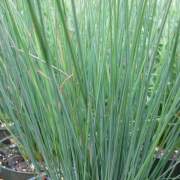 Juncus inflexus Blue Dart - Zeegroene rus