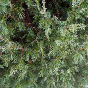 Juniperus communis Suecica - Jeneverbes