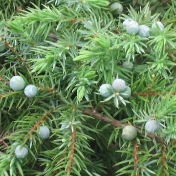 Juniperus conferta Schlager - Jeneverbes
