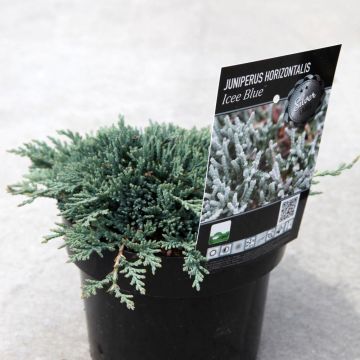 Juniperus horizontalis Icee Blue - Kruipende jeneverbes
