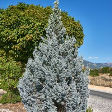 Juniperus scopulorum Moonglow - Jeneverbes