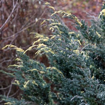Juniperus squamata Golden Flame - Himalaya jeneverbes