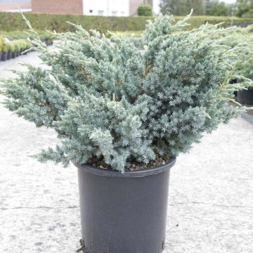 Juniperus squamata Meyeri - Himalaya jeneverbes
