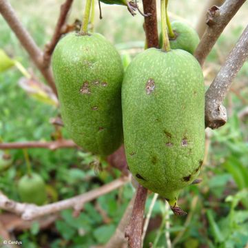 Kiwibes - Actinidia arguta Super Issai