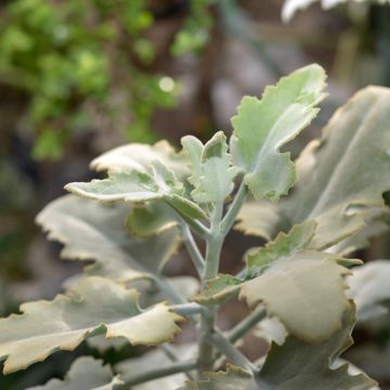 Kalanchoë beharensis Silver Shadow - Flambo plant