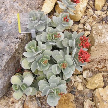 Kalanchoë farinacea - Flambo plant