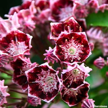 Kalmia latifolia Bull's Eye - Lepeltjesboom