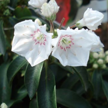 Kalmia latifolia Elf - Lepeltjesboom