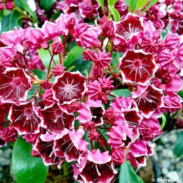 Kalmia latifolia Heart's Desire - Lepeltjesboom