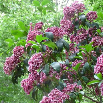 Kalmia latifolia Keepsake - Lepeltjesboom
