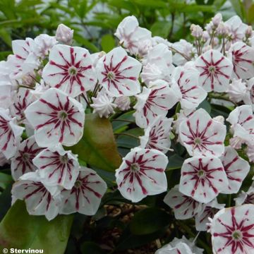 Kalmia latifolia Peppermint - Lepeltjesboom