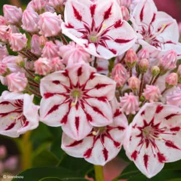 Kalmia latifolia Windmill - Lepeltjesboom