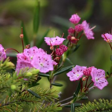 Kalmia polifolia - Lepeltjesboom