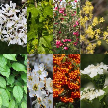 Kit 10 meter haag voor grote tuinen