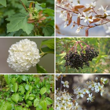 Haagpakket Veldbloemen Eco 2