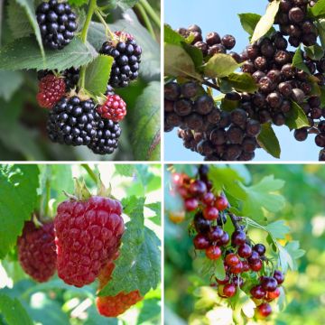 Haagpakket 'Lekkere Rode Vruchten' 3/4m