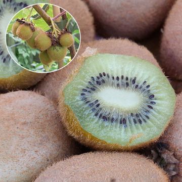 Kiwi - Actinidia deliciosa Hayward BIO (vrouwelijk)