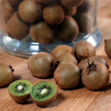 Kiwi - Actinidia deliciosa Jenny