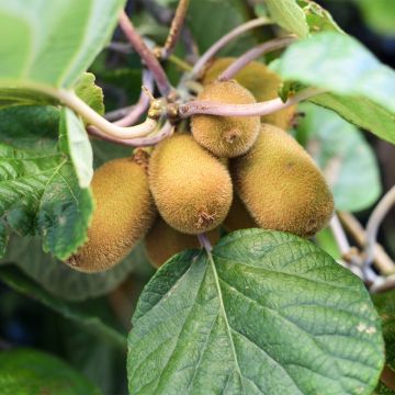 Kiwi - Actinidia chinensis Solo