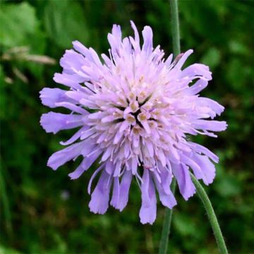 Knautia longifolia - Beemdkroon