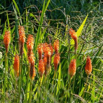 Kniphofia Alcazar - Vuurpijl