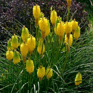 Kniphofia Bees Lemon - Vuurpijl