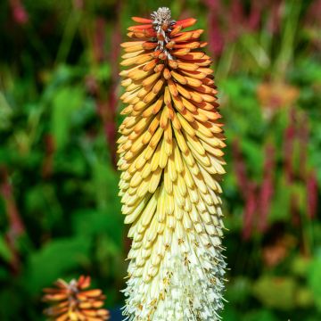 Kniphofia Cobra - Vuurpijl