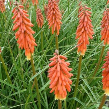 Kniphofia Elvira - Vuurpijl