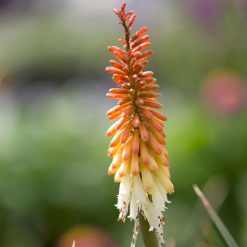 Kniphofia Flamenco - Vuurpijl