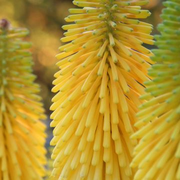 Kniphofia Minister Verschuur - Vuurpijl