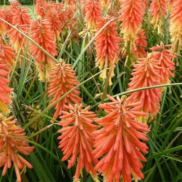 Kniphofia Redhot Popsicle - Vuurpijl