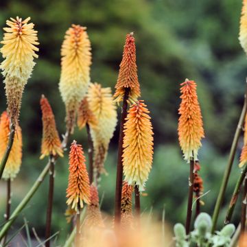 Kniphofia Tawny King - Vuurpijl