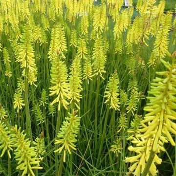 Kniphofia Vanilla - Vuurpijl
