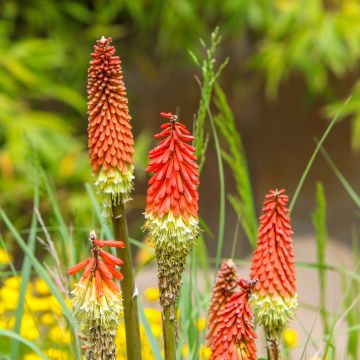Kniphofia uvaria - Vuurpijl