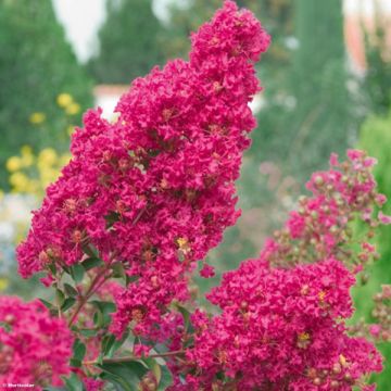Lagerstroemia indica Summer Charm Tonto - Indische sering