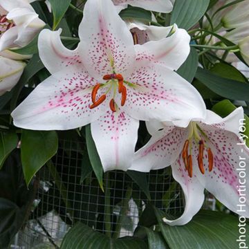 Lilium Extravaganza - Aziatische Lelie