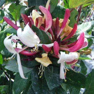 Lonicera periclymenum Caprilia Imperial - Wilde kamperfoelie