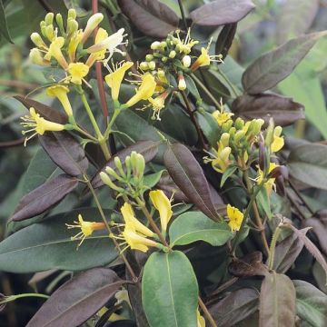 Lonicera henryi Copper Beauty - Henry-kamperfoelie