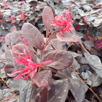 Loropetalum chinense Rouge de la Majorie - Chinese franjeboom