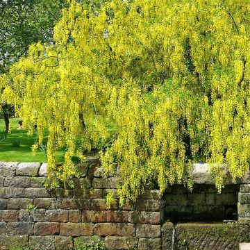 Laburnum alpinum Pendulum - Goudenregen