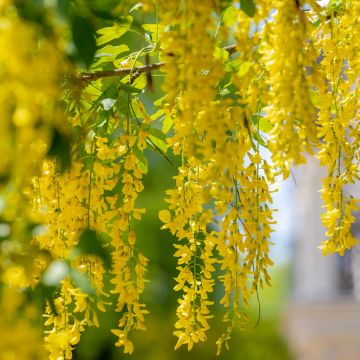 Laburnum anagyroides - Goudenregen